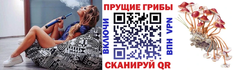 Галлюциногенные грибы прущие грибы  Купить где  Болотное 